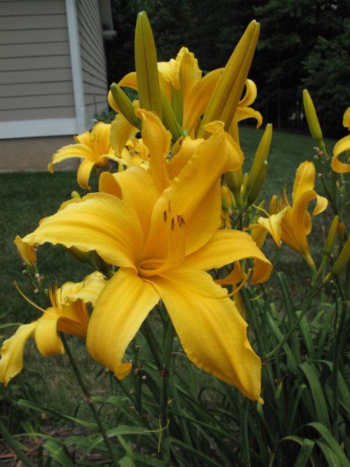 STRUTTING IN STELETTOS (Davisson-J 2015)